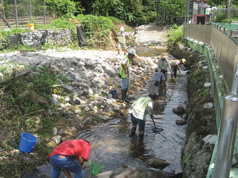 Collecting fish (Acrossocheilus parallens) before commencement of drainage improvement works