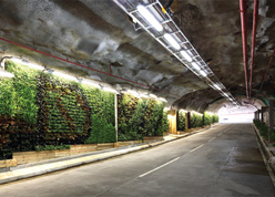 赤柱污水处理厂的室内垂直绿化