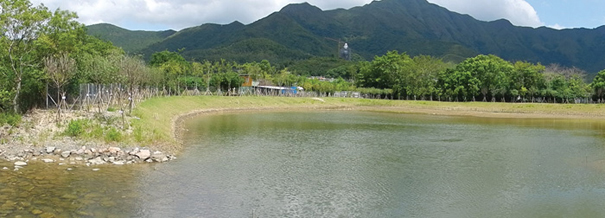 Engineered Wetland in Shuen Wan, Tai Po