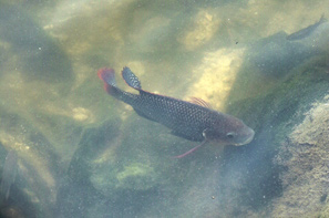 Fish at Kai Tak River (photographed at Kai Tak River construction site)