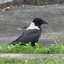 Corvus torquatus