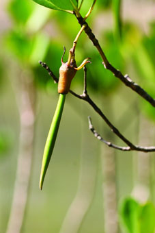 秋茄树 (Kandelia obovata)
