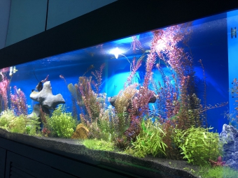 Fish Tank with Reclaimed Water