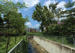 Selected plant species cultivated along trained river channel