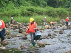 Capturing valuable freshwater amphibian species before commencement of river improvement works and releasing them at the upstream of the construction site
