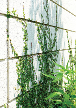 Creeping plant at fence wall