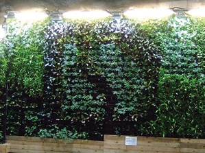 岩洞墙壁上的垂直绿化系统