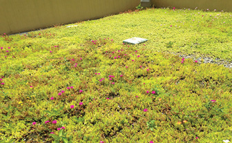 初夏時天台植被的情況