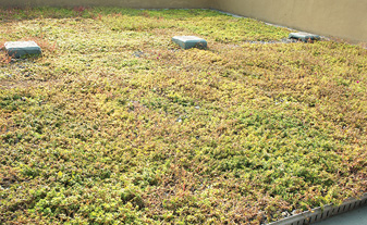 Green cover conditions in winter