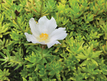 沙田污水處理廠内盛放的馬齒莧小花