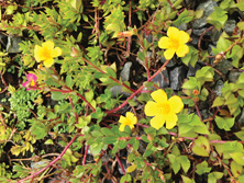 沙田污水處理廠内盛放的馬齒莧小花