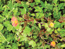 沙田污水處理廠内盛放的馬齒莧小花