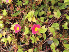 沙田污水處理廠内盛放的馬齒莧小花