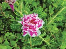 沙田污水處理廠内盛放的馬齒莧小花