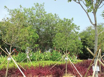 植林區新栽種的樹木