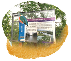 與綠色力量合作推出南生圍河流導賞徑計劃