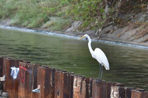 Great egret (Ardea alba) (photographed at Kai Tak River construction site)