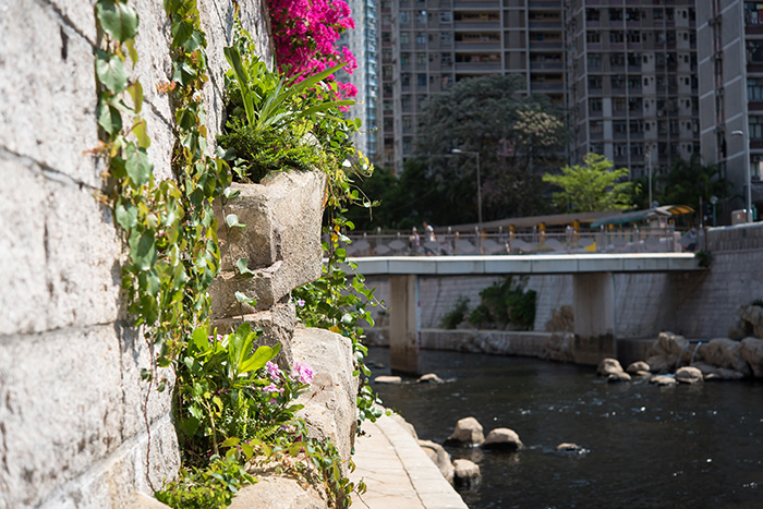 盆中设有种植空间，让植物在石缝生长，覆盖河堤