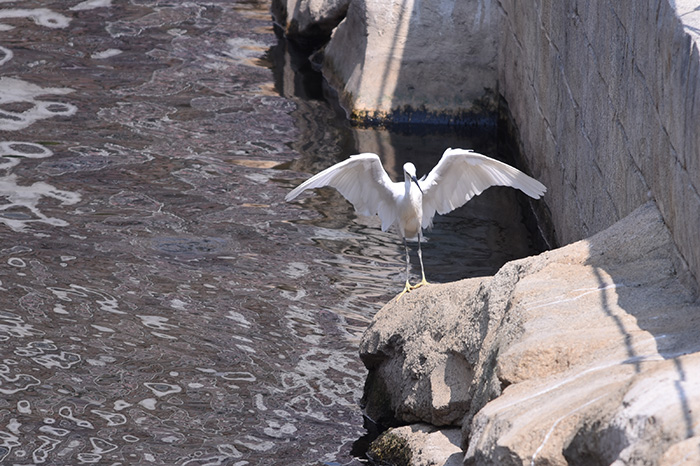Little egret roosting in Kai Tak River