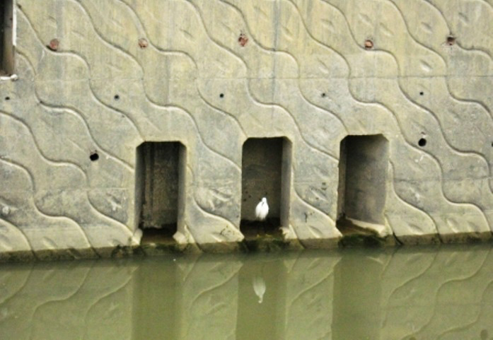 Fish shelters in Ho Chung River