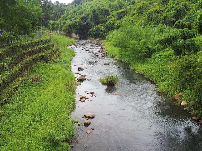 林村河河岸绿化