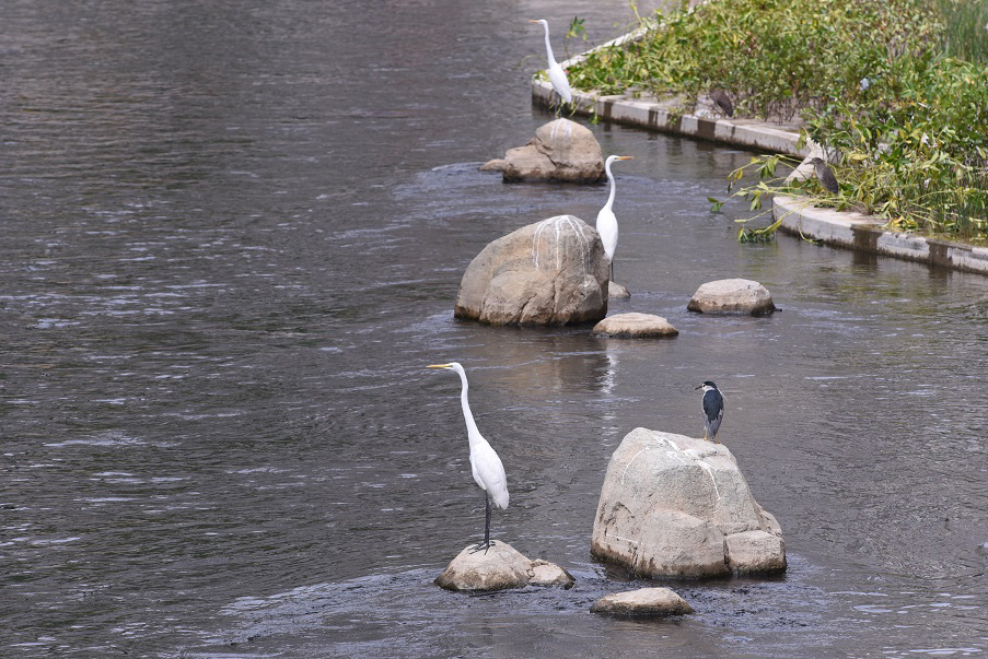 Egrets and herons roosting in
Kai Tak River