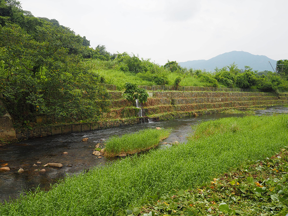林村河上游堤岸的石籠河岸，有助植物生長及營造自然生態環境