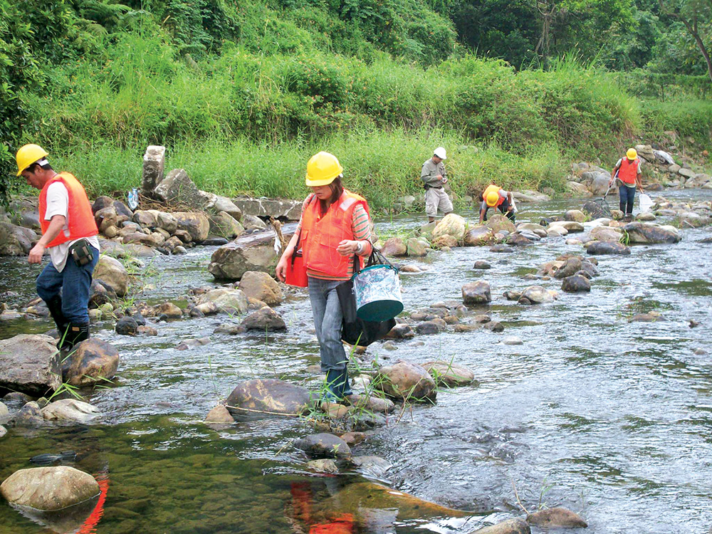 林村河上游河道改善工程進行前，工程團隊撈捕香港瘰螈