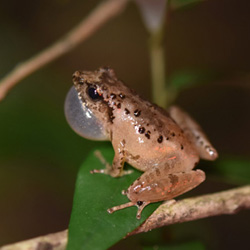Romer's Tree Frog