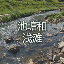 池塘和浅滩