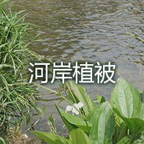 河岸植被