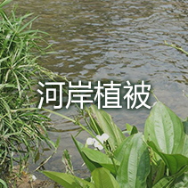 河岸植被