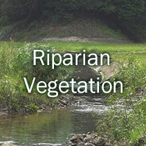 Riparian Vegetation