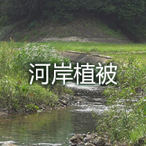 河岸植被
