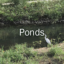 Ponds