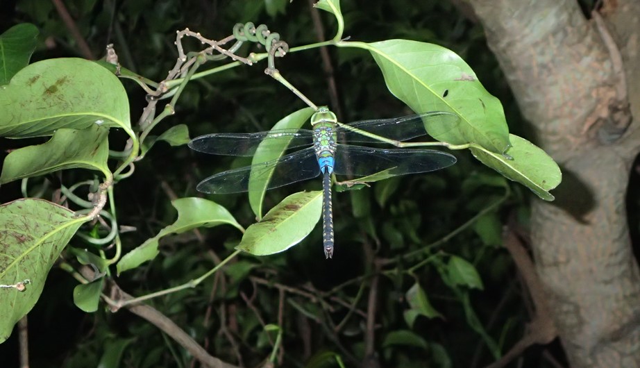 Anax guttatus