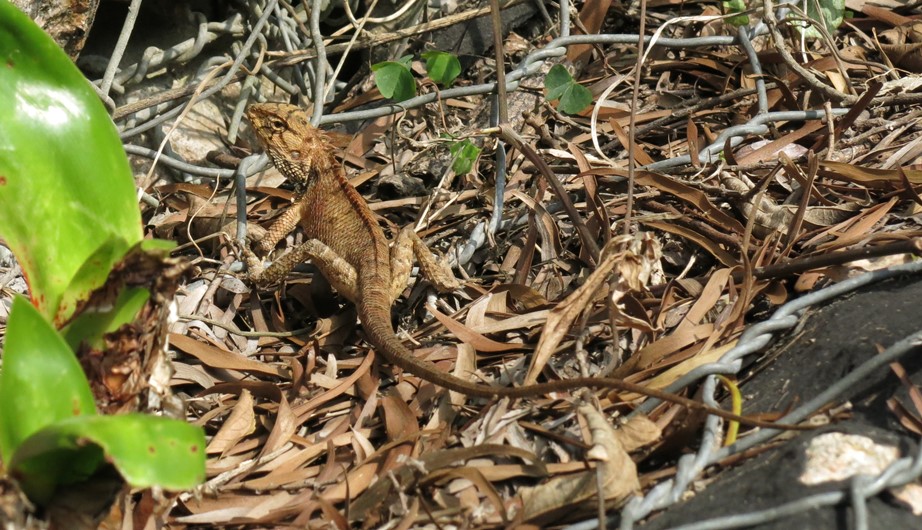 Calotes versicolor