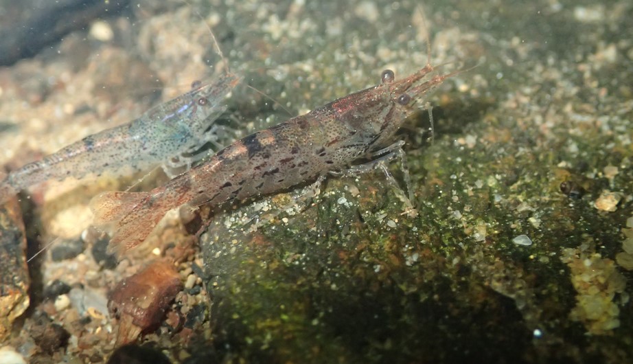 Caridina cantonensis