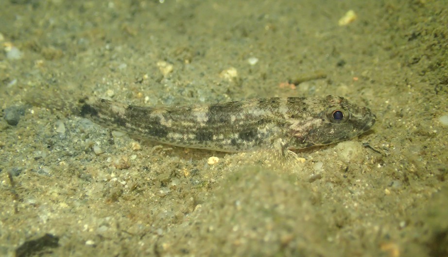 斑紋舌鰕虎魚