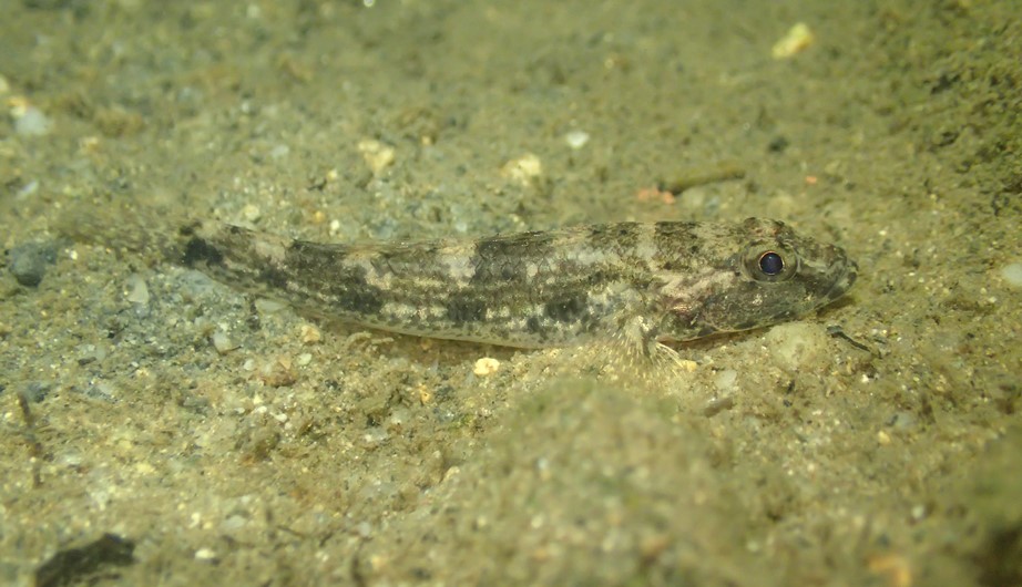 Glossogobius olivaceus