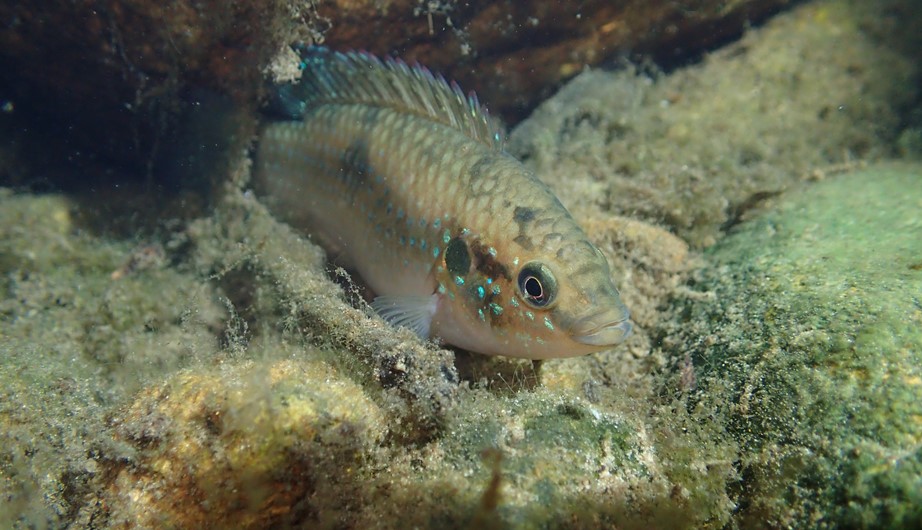 Hemichromis stellifer