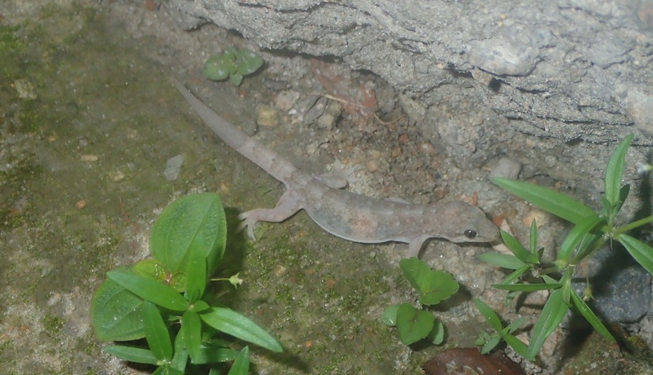 Hemidactylus bowringii