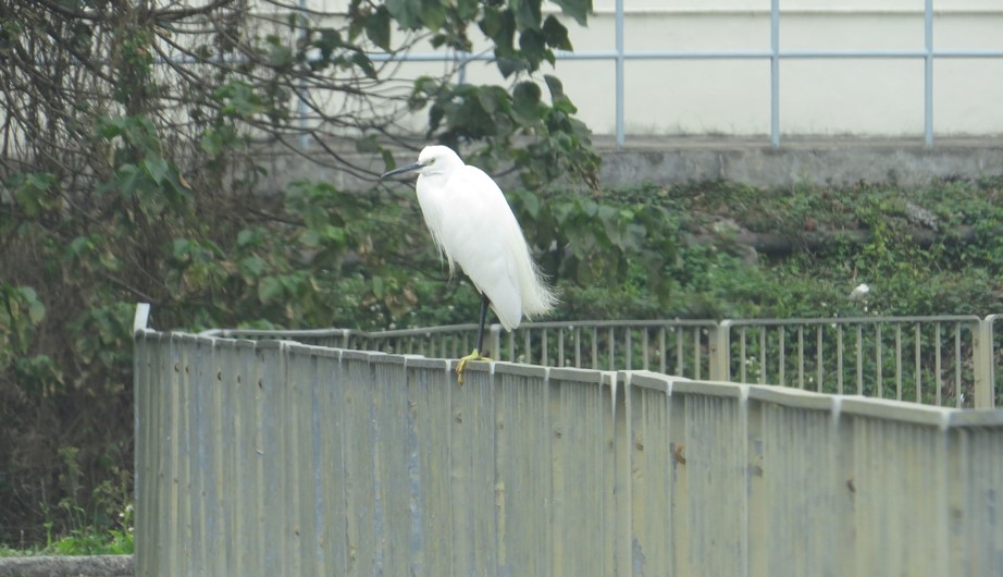 Egretta garzetta