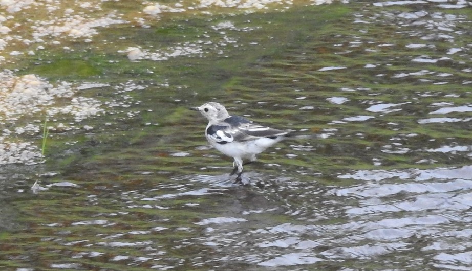 Motacilla alba