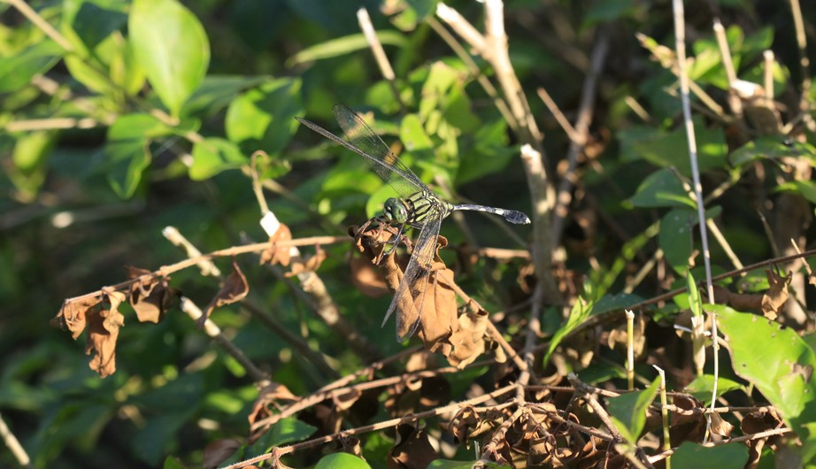 Orthetrum sabina sabina