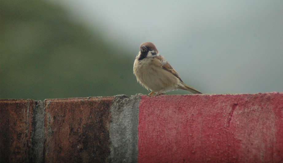 Passer montanus