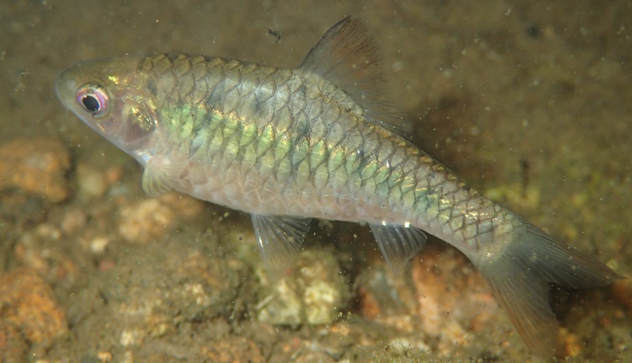 Puntius semifasciolatus