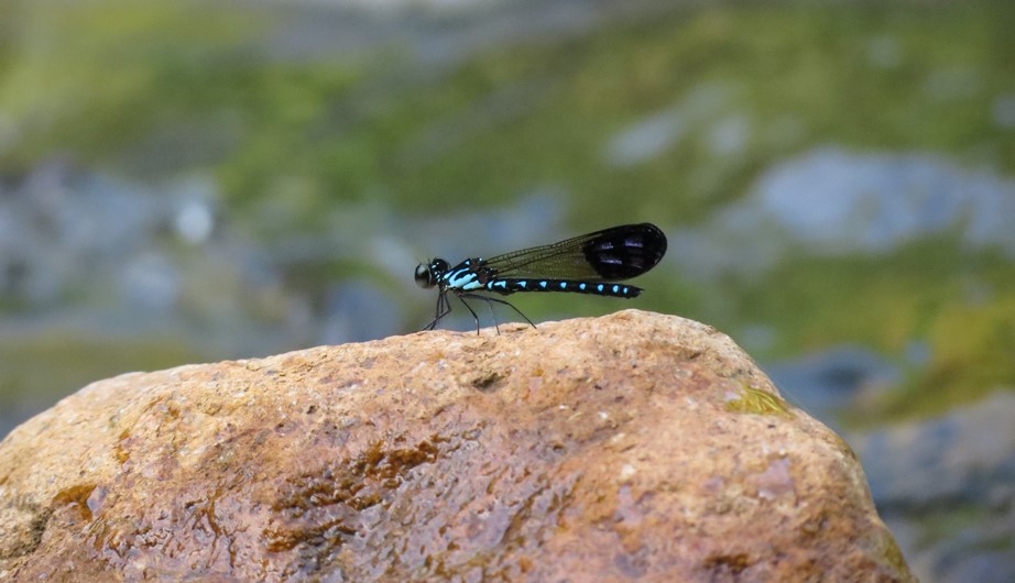 Rhinocypha perforata perforata