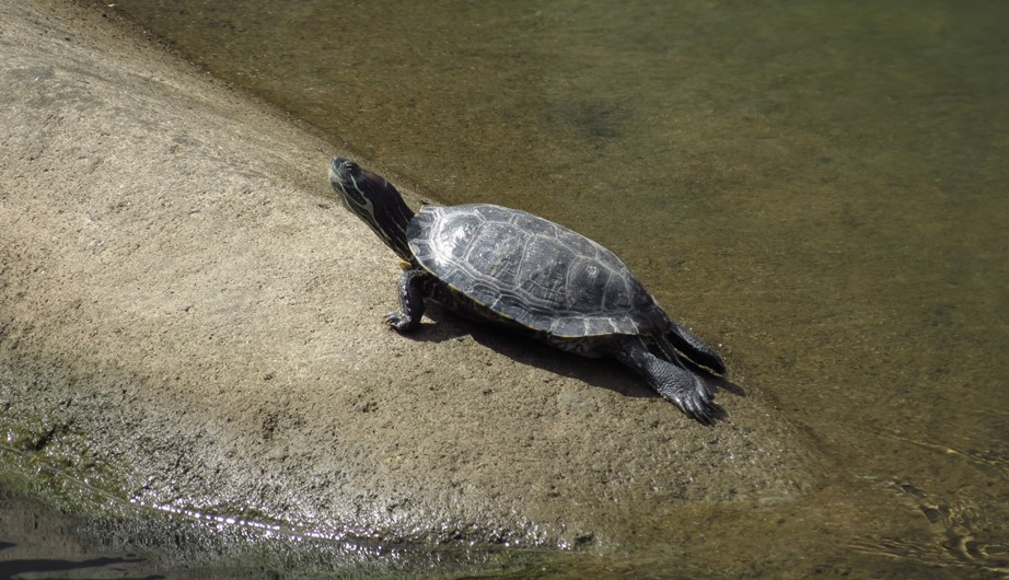 Trachemys scripta elegans