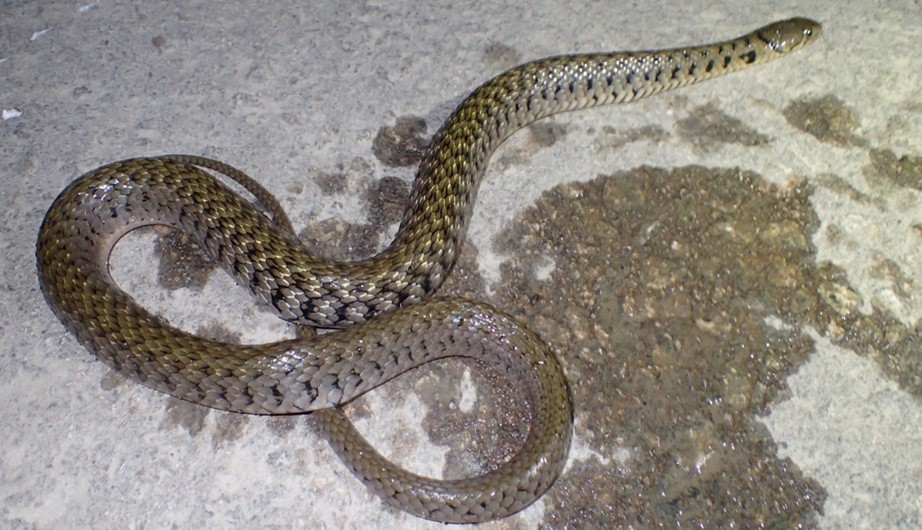 Xenochrophis flavipunctatus